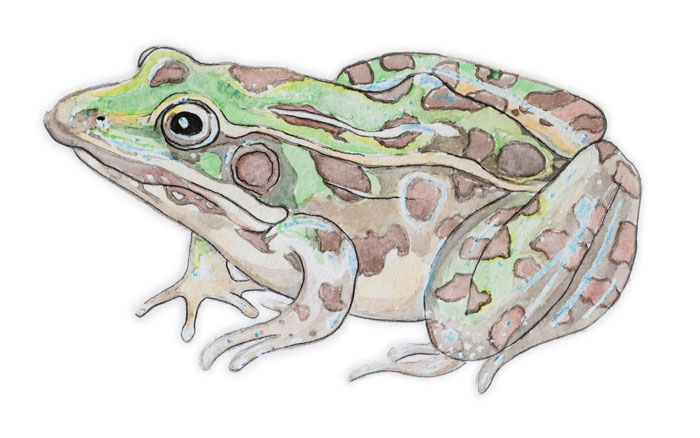 Jon Woolley's illustration of a frog