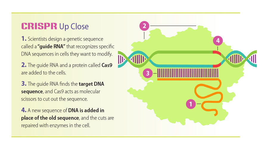 Infographic showing the steps involved in CRISPR