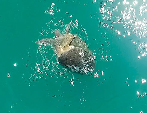 Drone photo of turtles in Gulf of Mexico