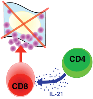 Depiction of IL-21's role in crosstalk between CD4 and CD8 cells