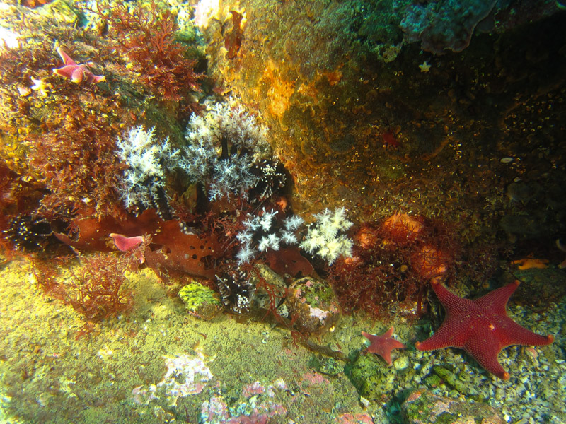 Sabrina sea cucumbers