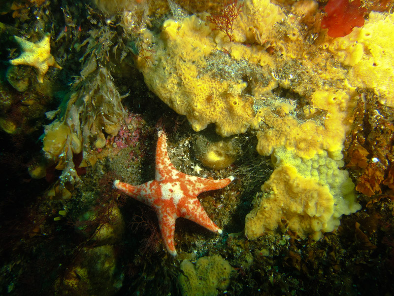 Sabarina capturing underwater 1