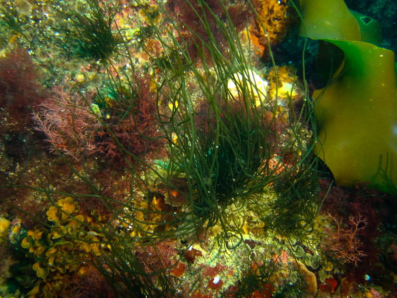 Sabrina Capturing Underwater 2