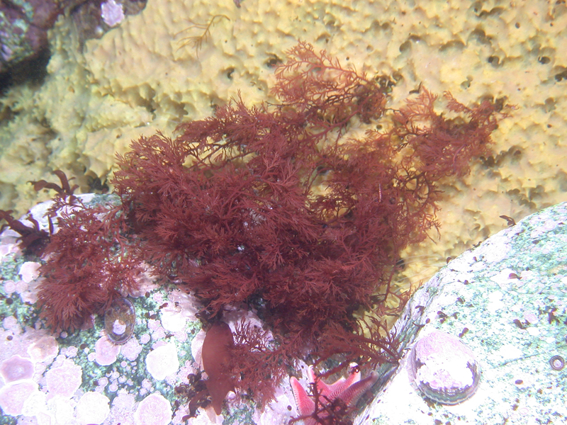 The red alga Plocamium cartilagineum with sponge Dendrilla membranosa in upper background