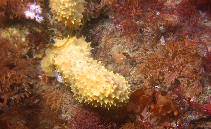 The cactus sponge Dendrilla membranosa