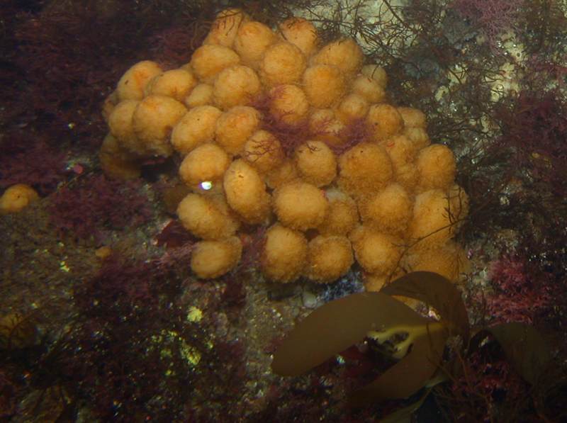 The colonial tunicate Synoicum adareatum