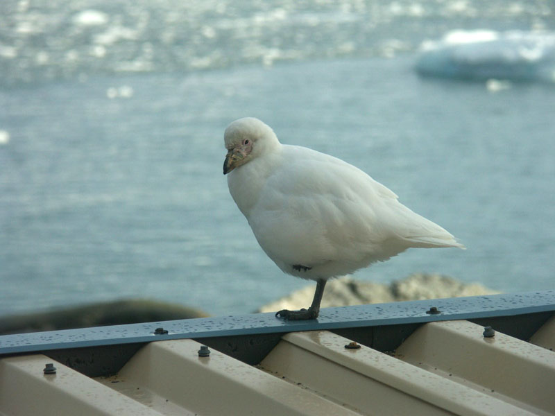 sheathbill yoga