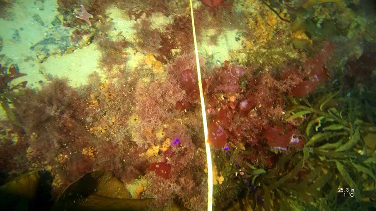 Underwater view of feathery red algae, iridescent bladed red algae, branched and bladed brown algae along with a purple sea star