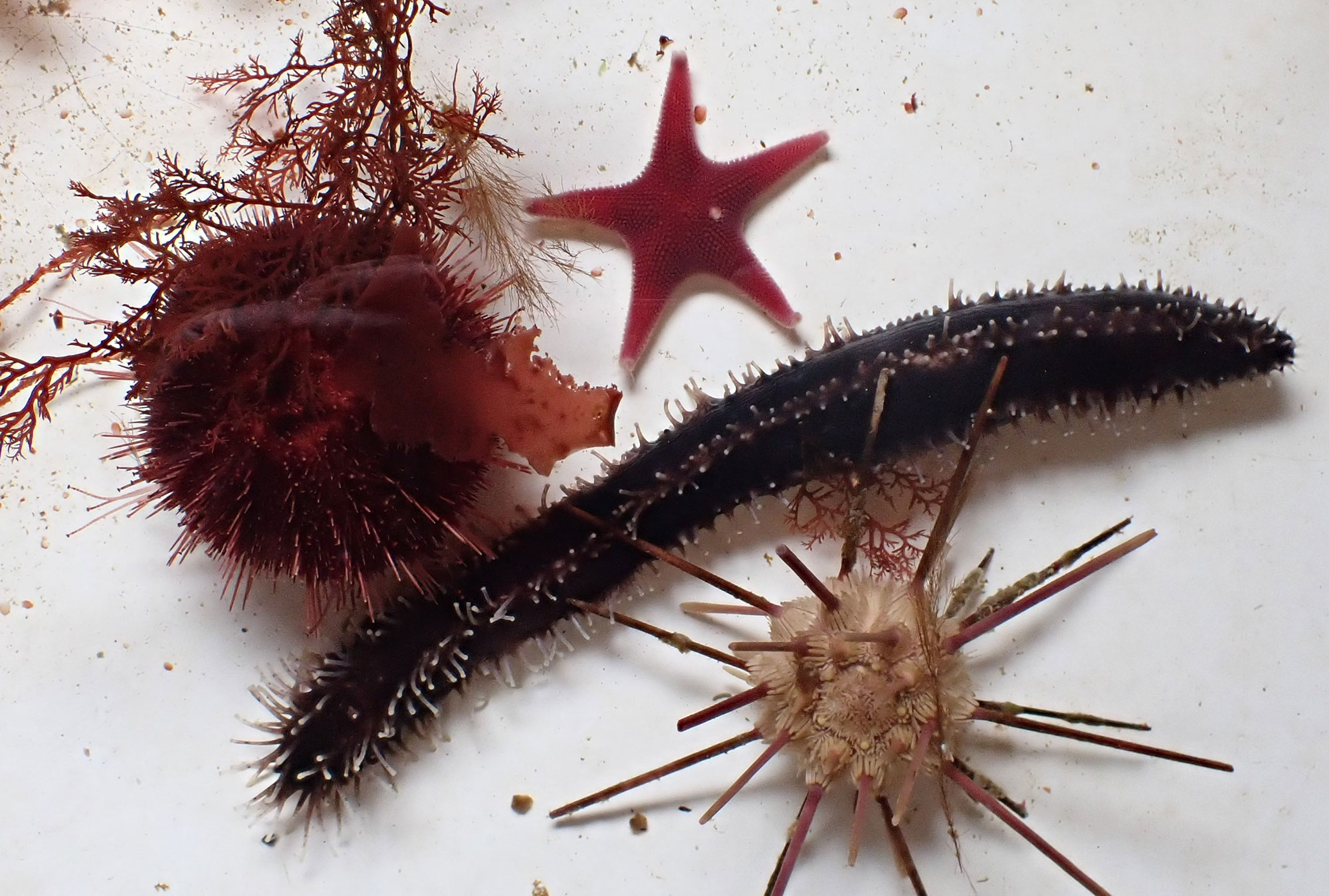 A five-armed purple sea star rests along a similarly colored short spined urchin partially covered in algae; below the pair stretching across the image a brownish sea cucumber and below a longer, less densely spined pencil urchin