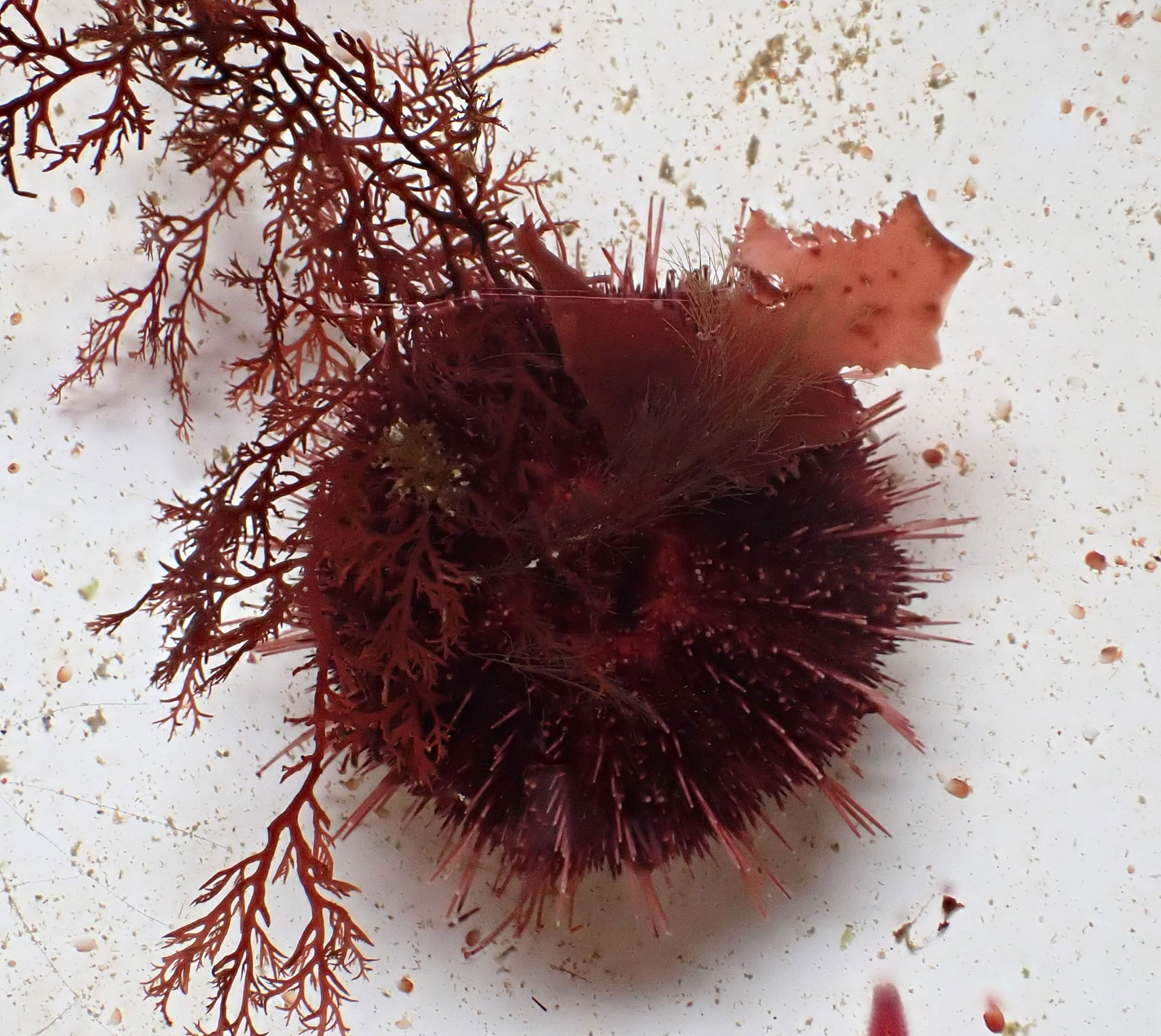 Close up of the purply short spined urchin with red bladed and branched algae on upper surface