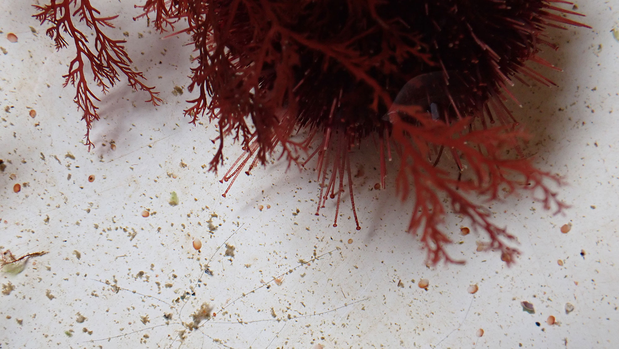 Close up of purply short spined urchin spines and semi-transparent tube feet ending in flat suckers – some of which are sticking to bottom