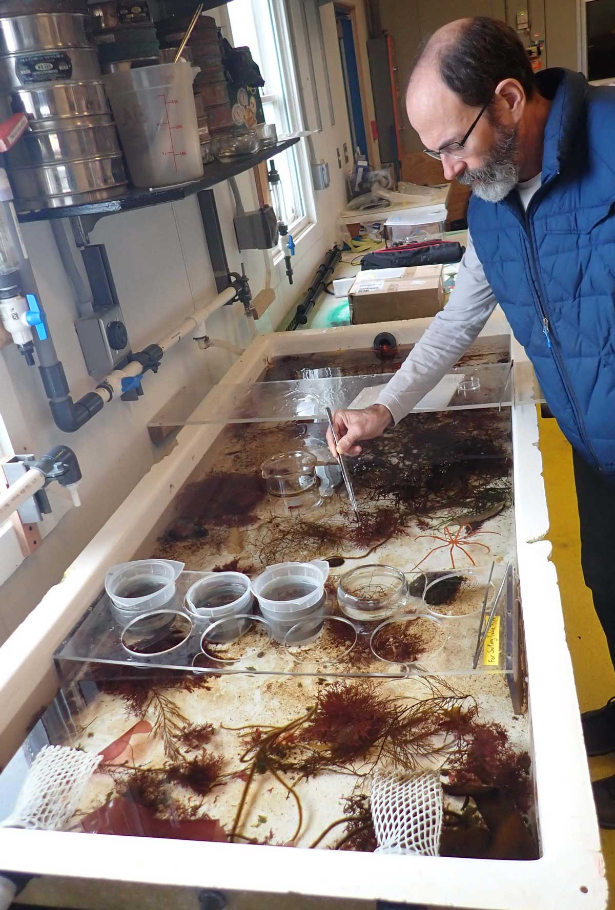 Dr. Amsler examines algae contained in a table with high sides and sea water to keep them and any crustaceans alive. 