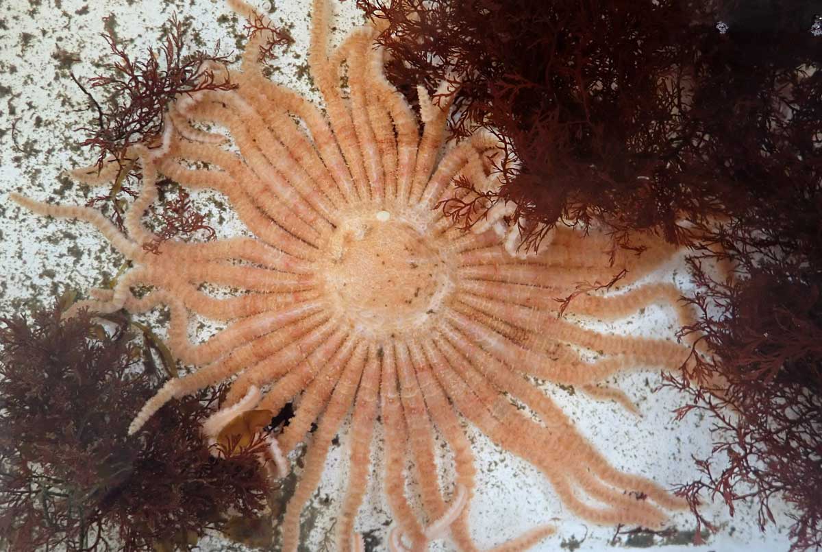 The sun star has around 38 slender, worm-like arms, and is a pale striated salmon-color.