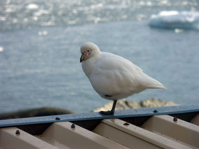 White sheathbill standing one legged on peak of tan and blue metal roof. 