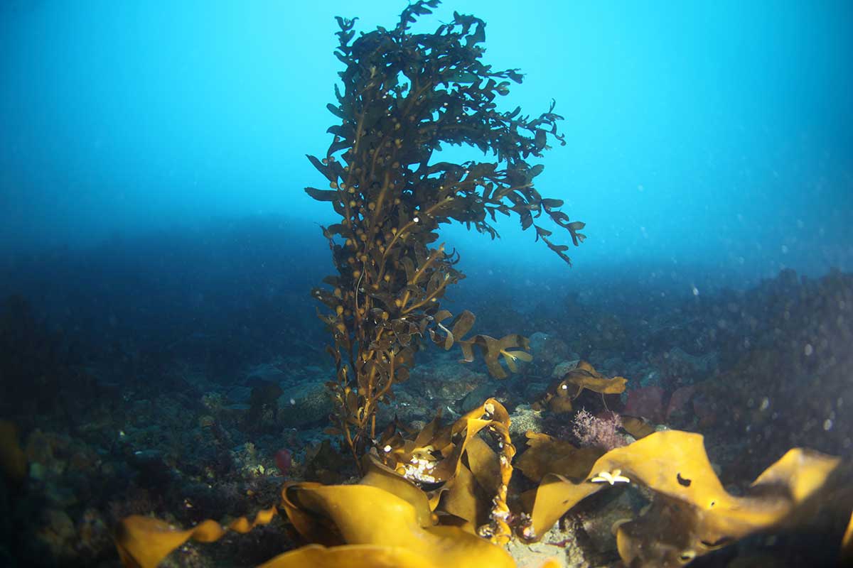 A brown seaweed, Cystosphaera jacquinotii, rising up off the sea floor. Photo by B.J. Baker.