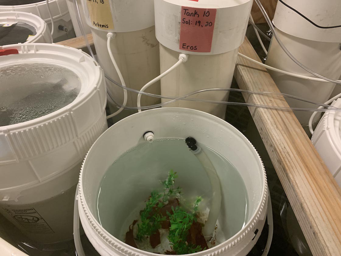 white bucket of seawater with green and red plants with the white tubular mixing tank