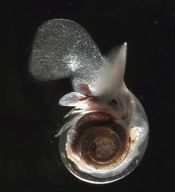 A semi-transparent pteropod (sea snail).