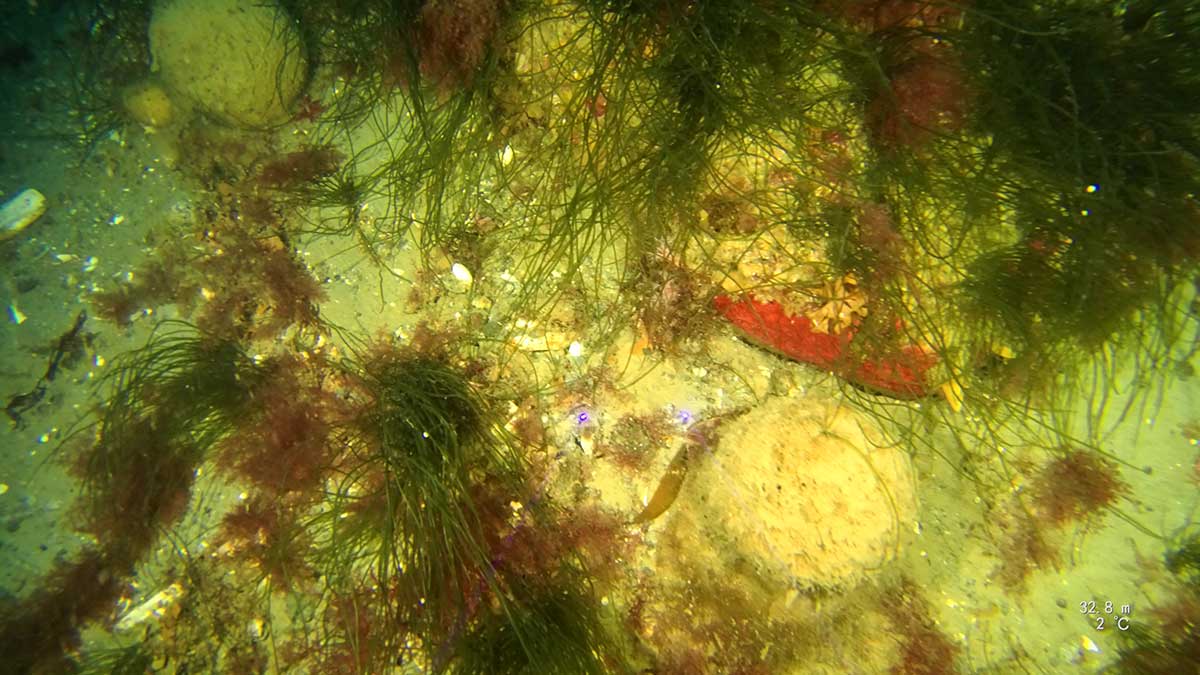 Long strands of green algae sway over a sandy seafloor covered with feathery red algae, a pair of softball sponges and a bright orange band of flat red sponge encrusted on a rock ledge