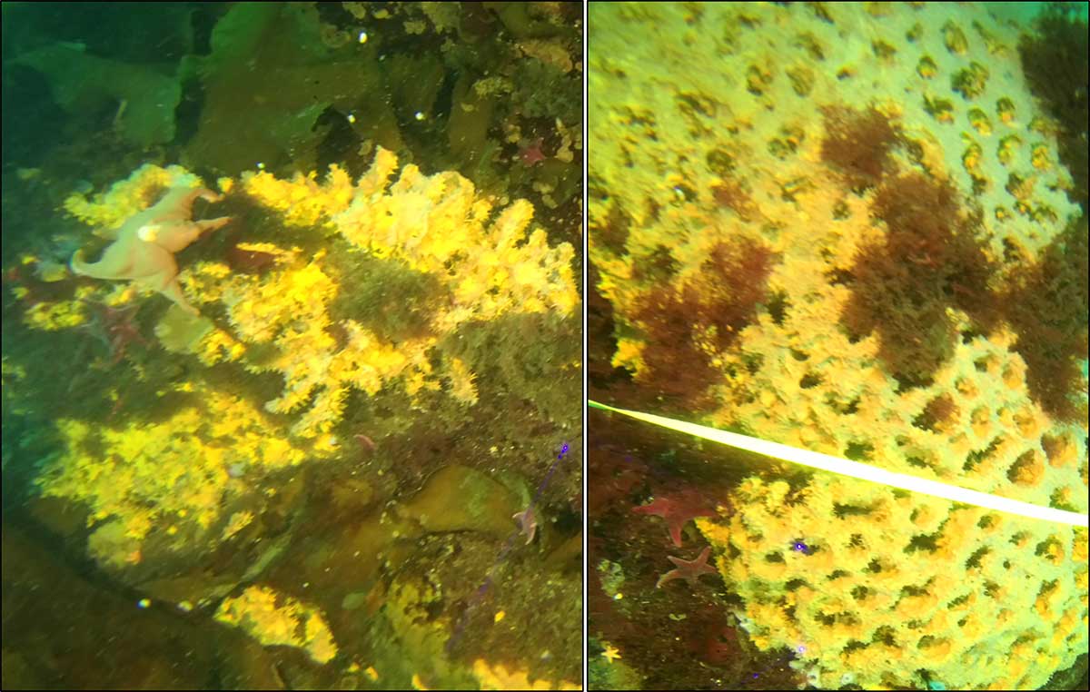 Side by side comparison of the yellow cactus sponge growth forms; the spikey knobby form on which are several different types of sea stars and the mounding form on the right with the reflective metal tape measure laid atop it