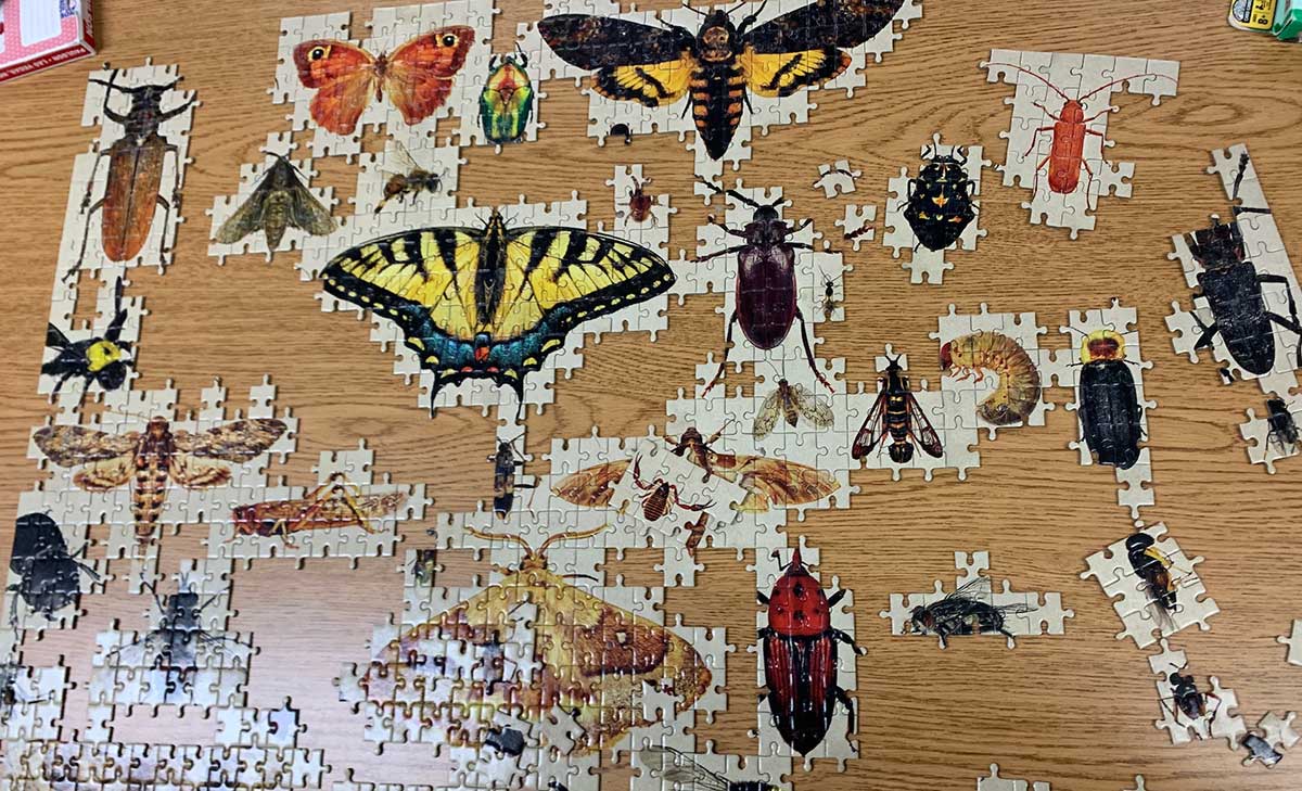 multi-colored puzzle pieces with numerous portions assembled revealing images of assorted bugs, beetles, moths, and butterflies
