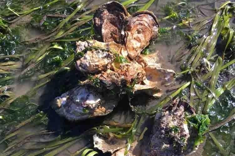 A dead oyster washed up on the beach amidst seaweed. 