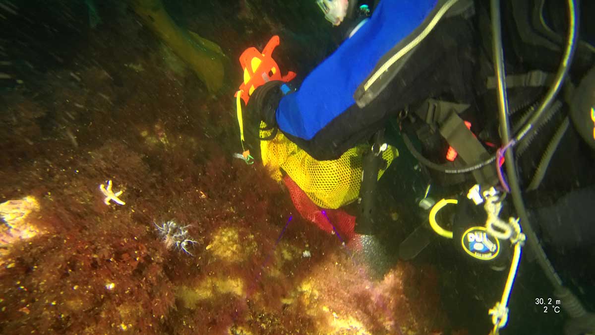 Partial view of diver wearing blue and black gear holding yellow and red mesh collecting bags and a tape measure on an orange reel