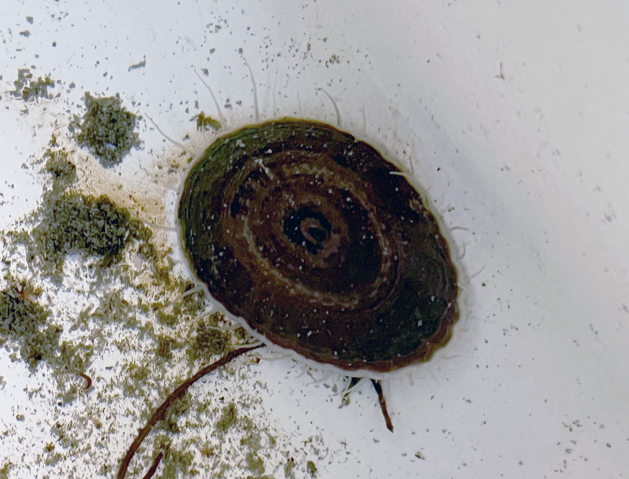 A dark-colored limpet in a lab tank. 