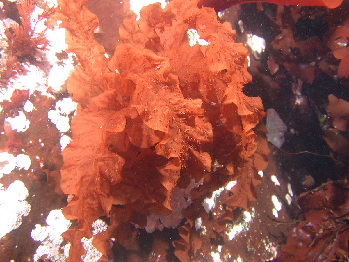 A red seaweed, Paraglossum amsleri, growing on a rock covered with encrusting red algae. Photo by B.J. Baker.