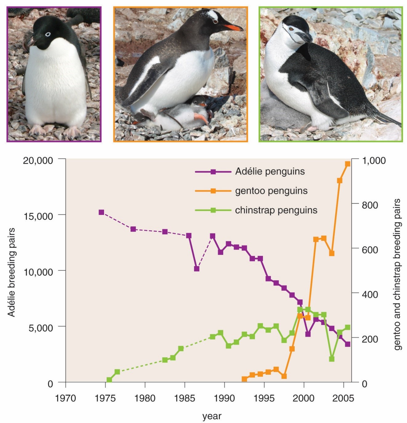 images of Adelie, Chinstrap and Gentoo penguins above a graph showing population changes for each species since 1975