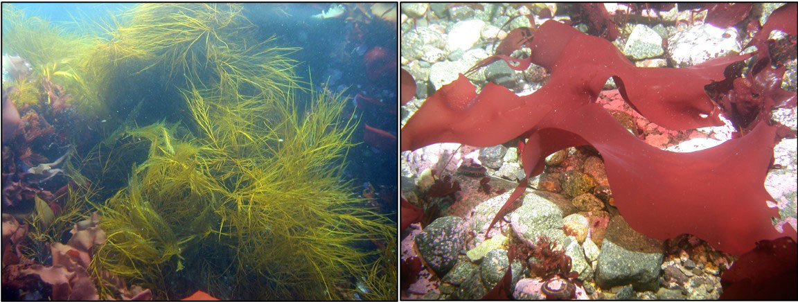 Side by side underwater images of wispy brown algae and broad flat bladed red algae; photo credit Bill Baker