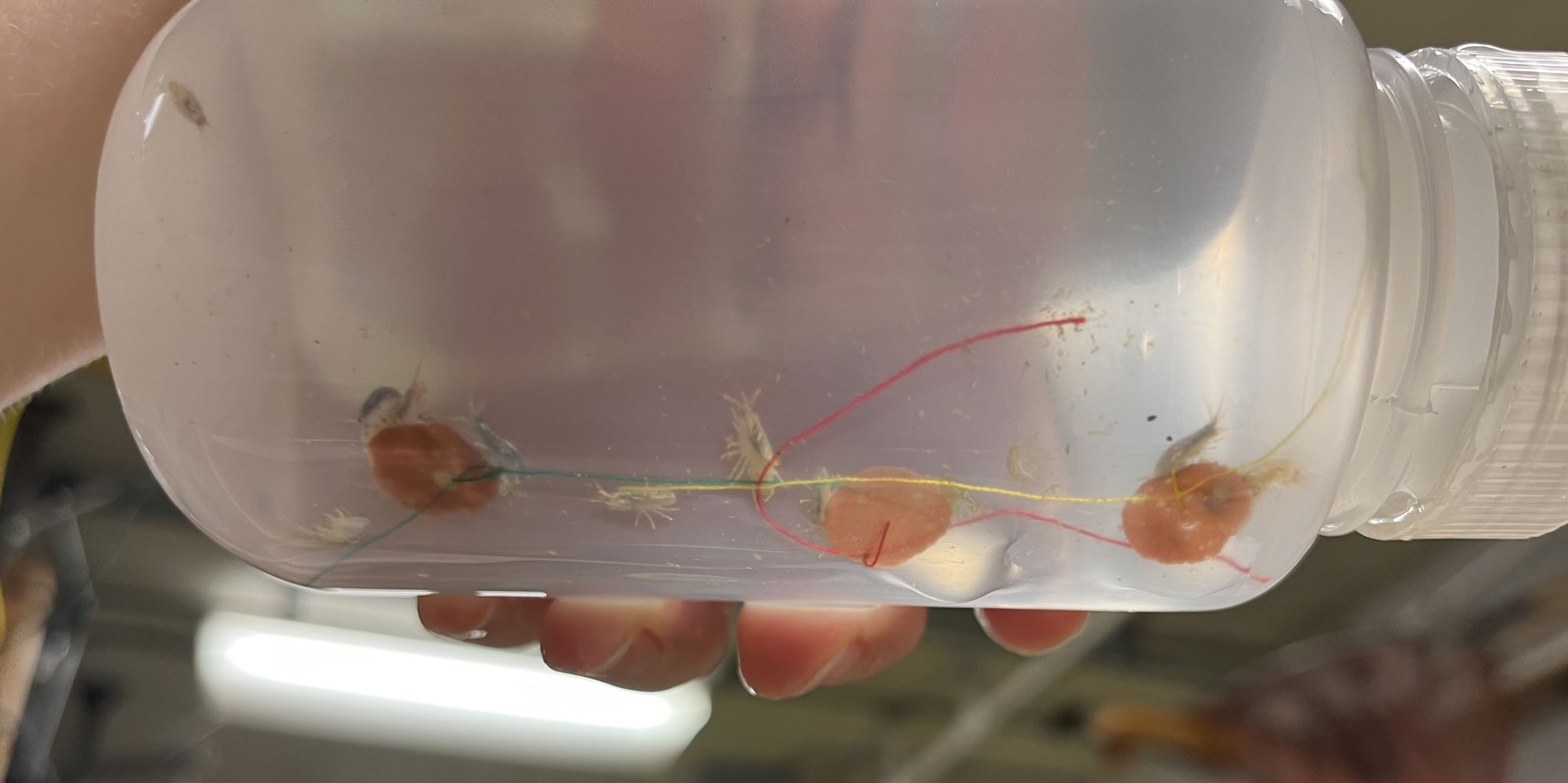 Close up of a translucent bottle in which tan colored amphipods swim amongst red discs with green, yellow or red threads attached