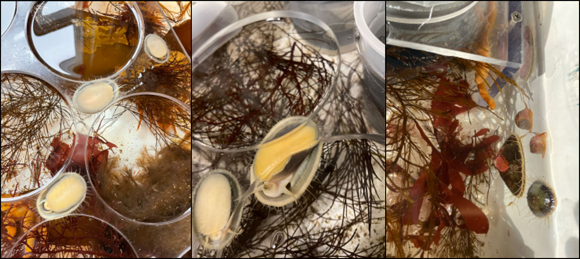 Montage of quarter- sized single shelled mollusc, limpets, both the upper surface and the undersurface with tan-colored foot, encircled by short tentacles and mouth.