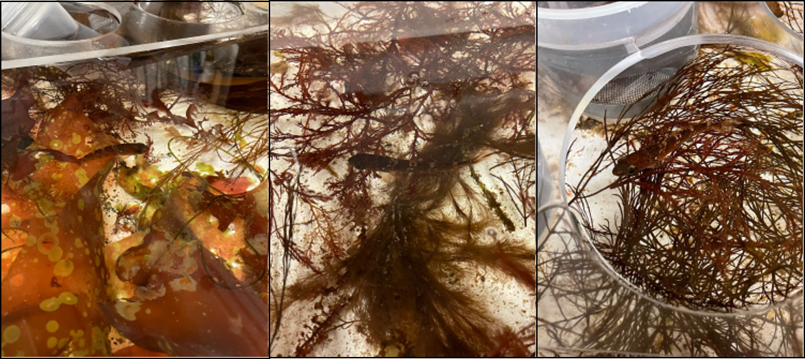 Montage of hiding spots for a 3-4 inch long reddish-brown fish – brown algae and red algae.