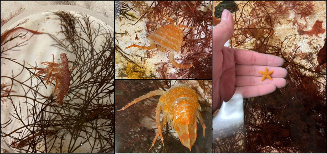 Montage of crustacean molts amongst seaweed and a very small orange sea held in the palm of a hand.