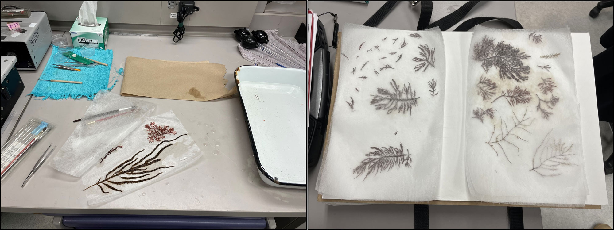 Pair of images showing feathery red and brown algal fronds artfully arranged between wax paper (left) and  fiber sheets (right).