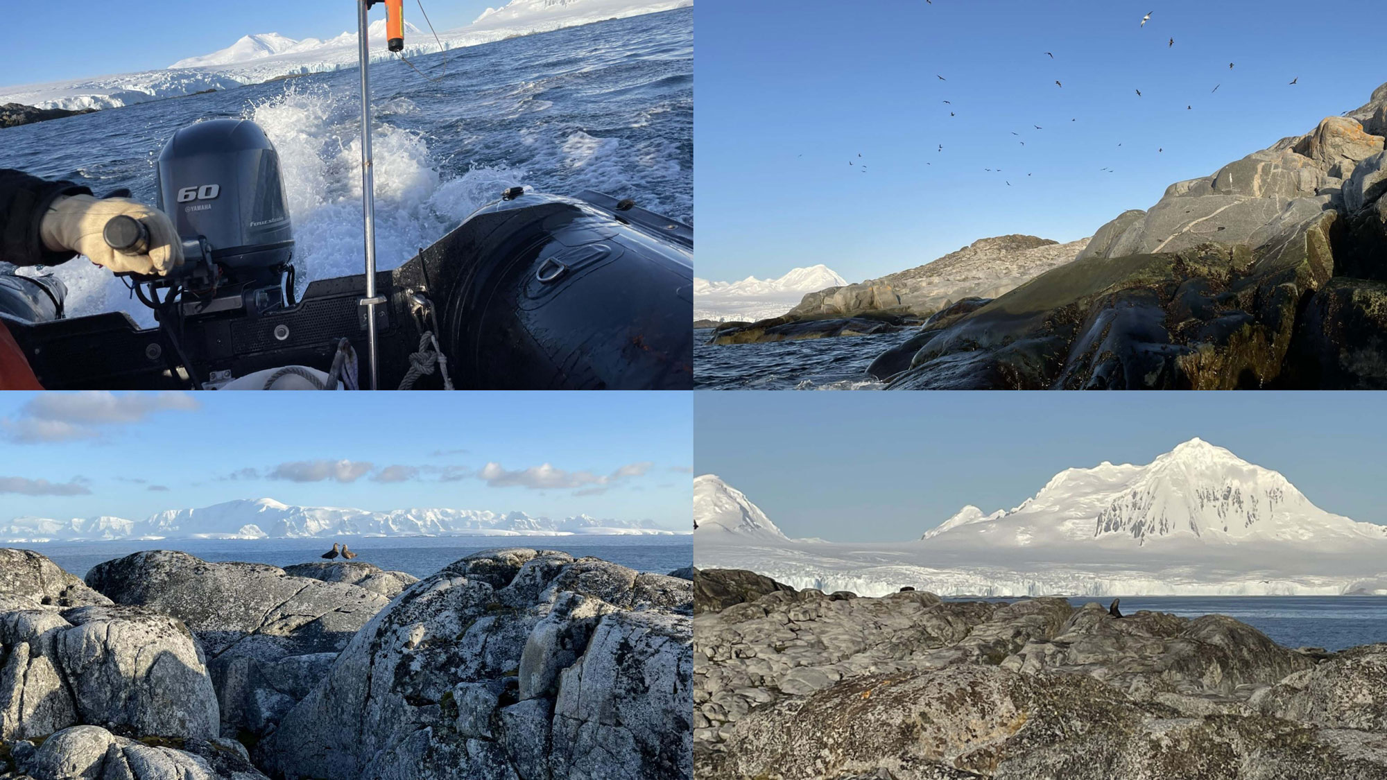 Composite image of four scenes depicting views from a black rubber boat powered by a 60 horsepower engine:  steel blue waters, towering snow covered mountains, rocky terrain, pair of brown birds in profile, numerous birds in flight against a blue sky.