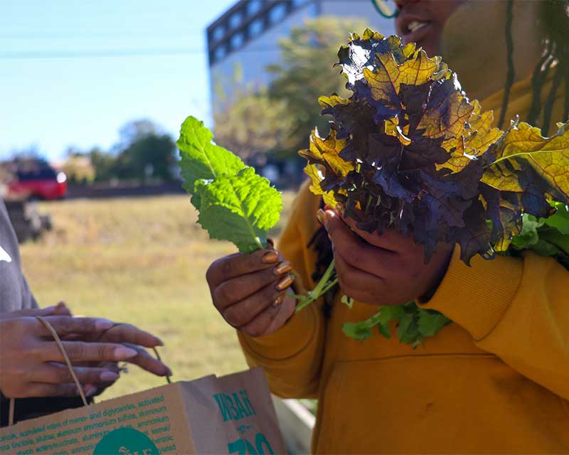 A person picking lettuce from a garden