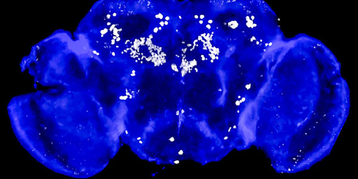 Galli, Carter, and coauthors featured on the cover of Science Signaling