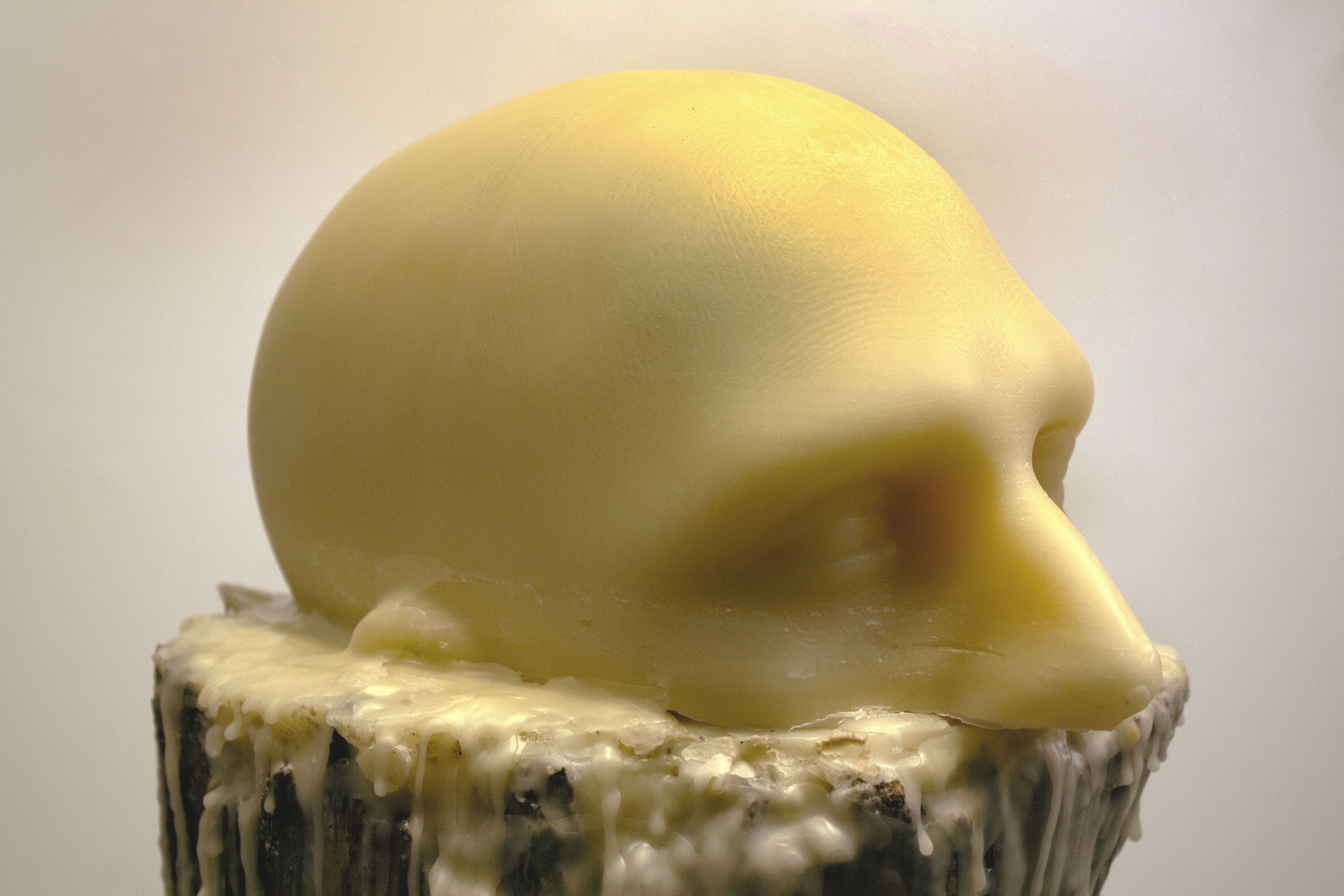 1 OrganicallyIntertwined Stump02