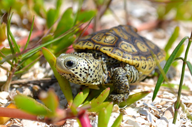 Terrapin Turtle