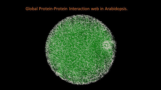 Global Protein-Protein Interaction web in Arabidopsis