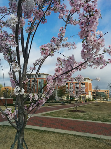 Cherry trees blossoming on the UAB campus green. 