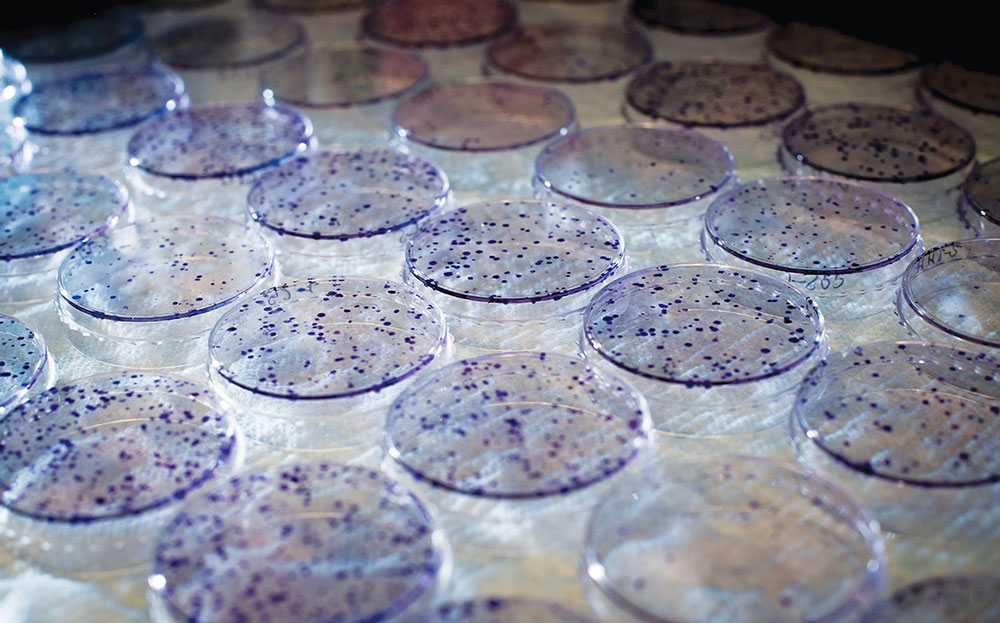 Rows of petri dishes in a lab. 