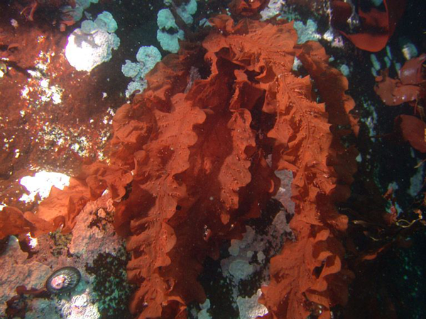 A picture of Paraglossum amsleri, a red leafy underwater plant. Image by Bill Baker.