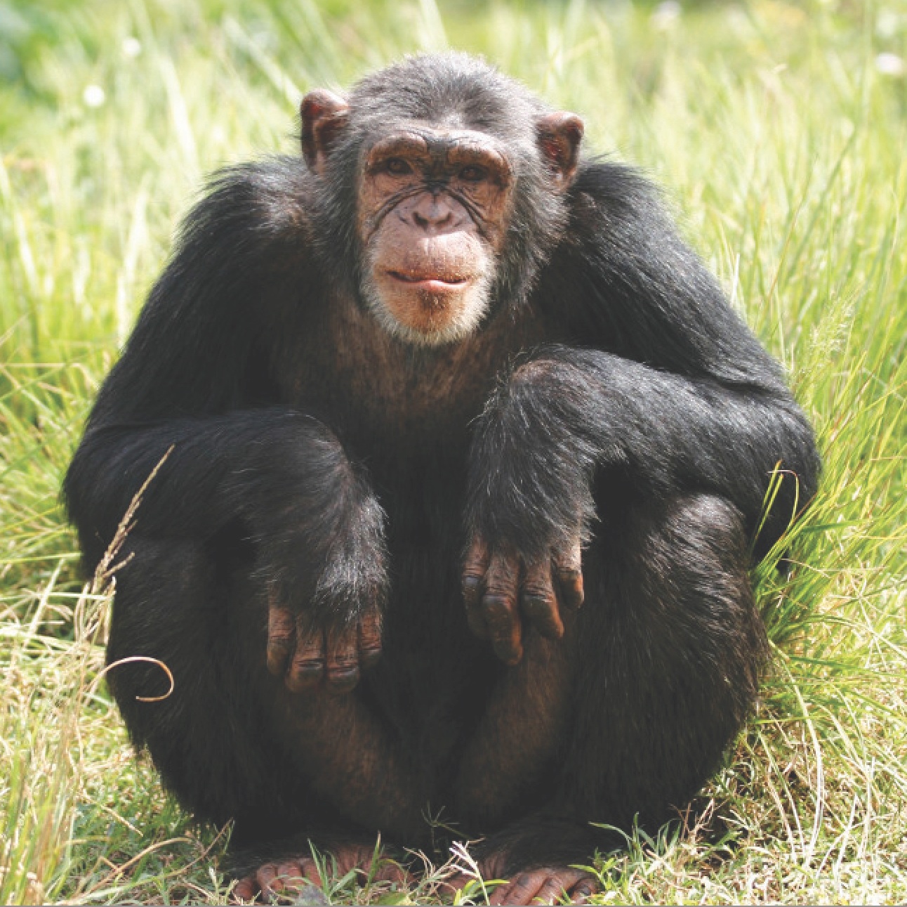 Приматы шимпанзе. Обезьяна. Шимпанзе. Шимпанзе фото. Обезьяна шимпанзе.
