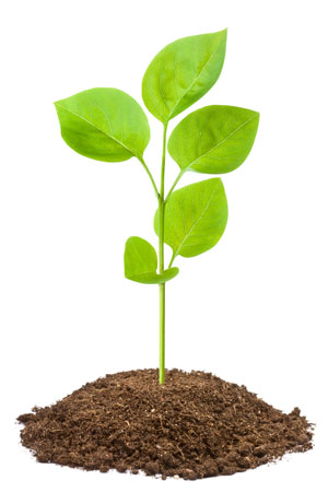 A sapling grown from the seeds. 
