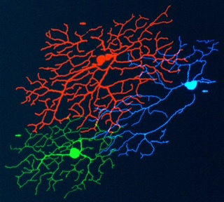 Retinal circuitry highlighted in different colors. 