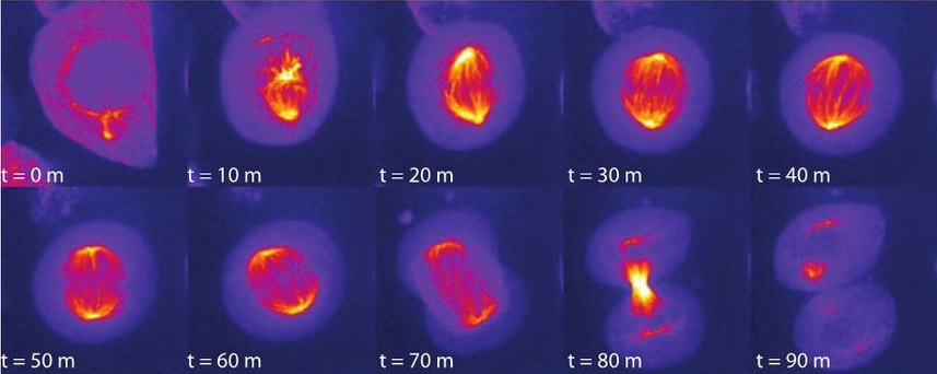 A1R Confocal Image 2 no text