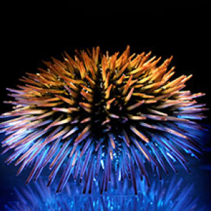 Laboratory Animal Nutrition Core