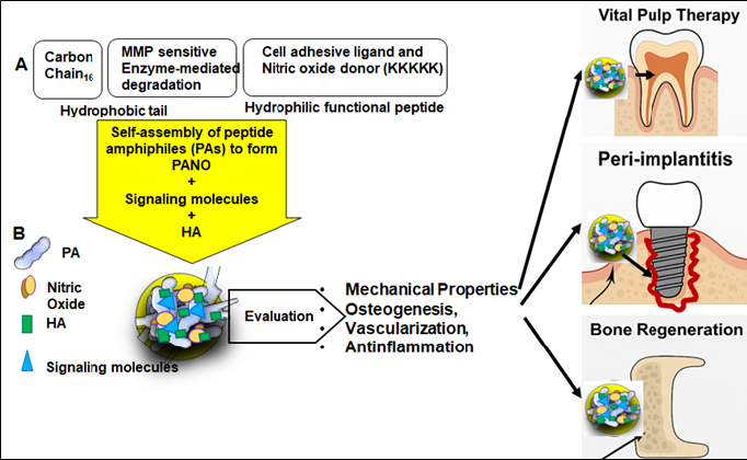 A diagram from Dr. Cheon’s research showing the impact of bacterial biofilms and their implications in vital pulp therapy failure, the progression of peri-implantitis, and effect on bone regeneration.